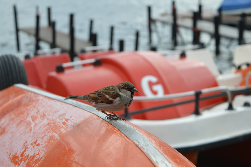 animals in the wild, vertebrate, focus on foreground, day, 5K, one animal, seagull, switzerland, no people, bird, lugano, animal themes, transportation