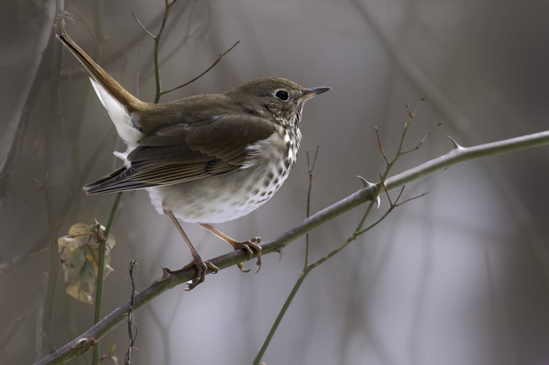 thrush, feather, county, Catharus guttatus, USA, Chester County  Pennsylvania, wildlife, bird, guttatus, nature, chester, Hermit Thrush, catharus, untitled