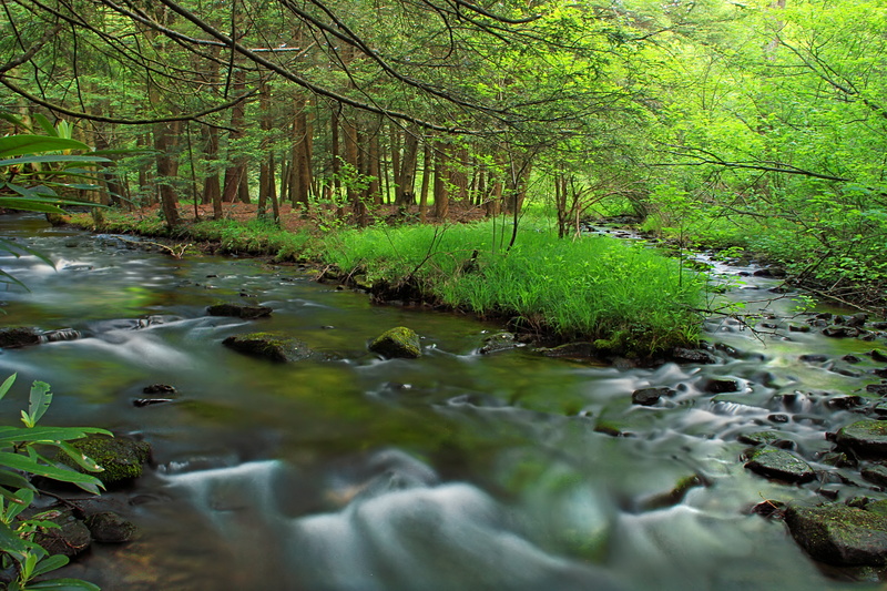 moss, cascades, scenics, rhododendron, Confluence, forest, tree, grass, Six-Mile Run, green leaf, Moshannon State Forest, green, Centre County, Allegheny Front Trail