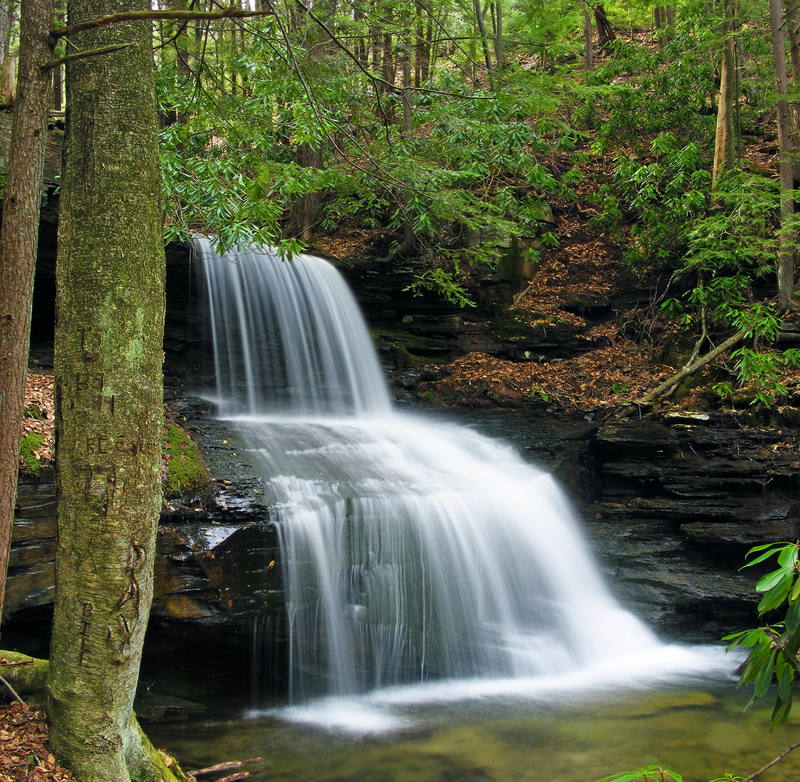 landscape, coniferous, leaf, ravine, trees, Round Island, tropical Rainforest, Clinton County, creative commons, waterfalls, forest, Sproul State Forest