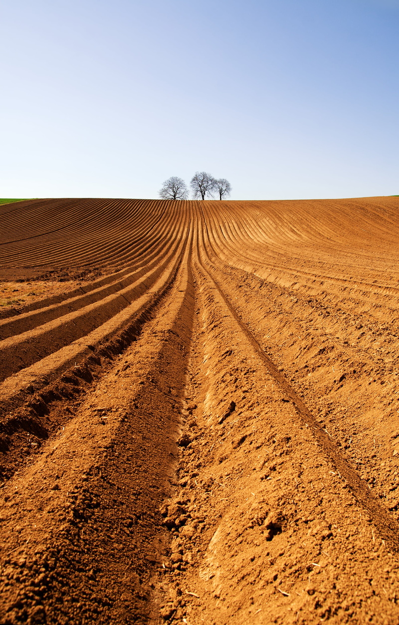 near, brown, no People, sky, three, dirt, plough, direction, nature, landscape, blue, ground, land, tire track, road, horizon over land, environment, climate