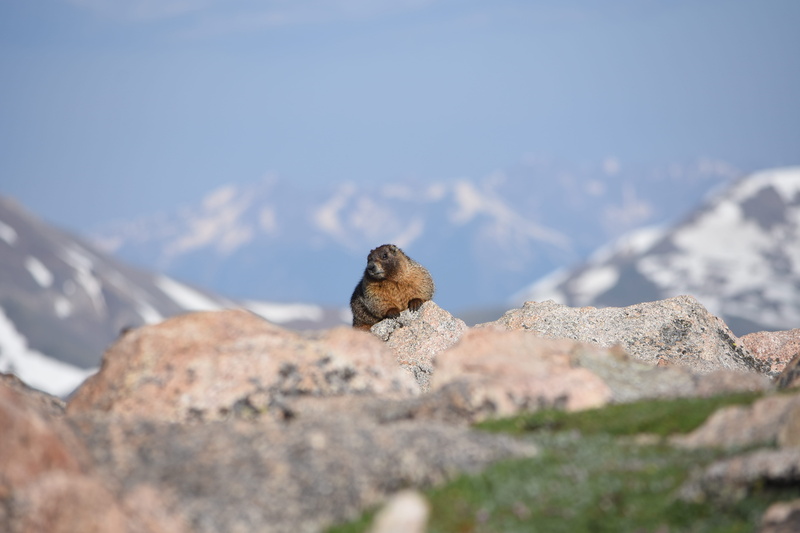 animals in the wild, 5K, grand lake, one animal, colorado, mammal, sky, rocky mountain national park, animal head, rodent, marmot, rock - object, rock