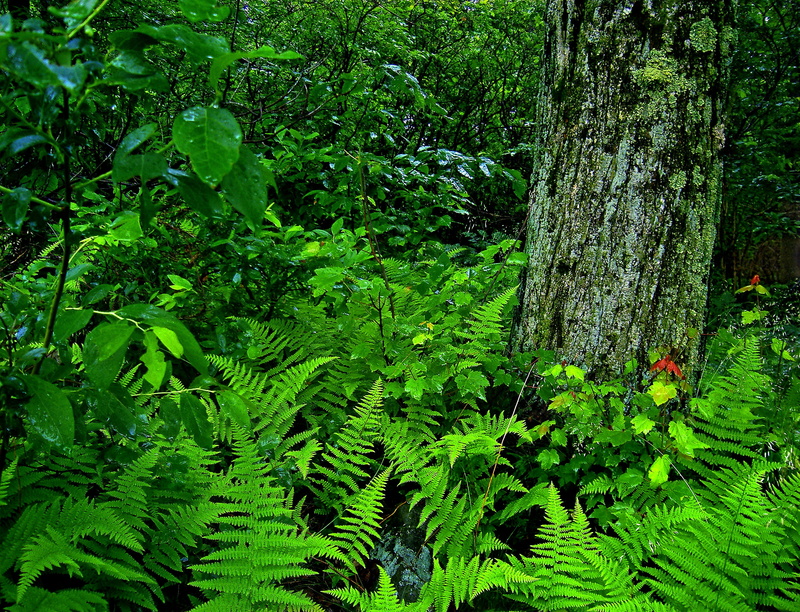 vegetation, Poconos, North America, forest, daytime, Tobyhanna State Park, hiking, understory, summer, plants, temperate deciduous forest, Monroe County