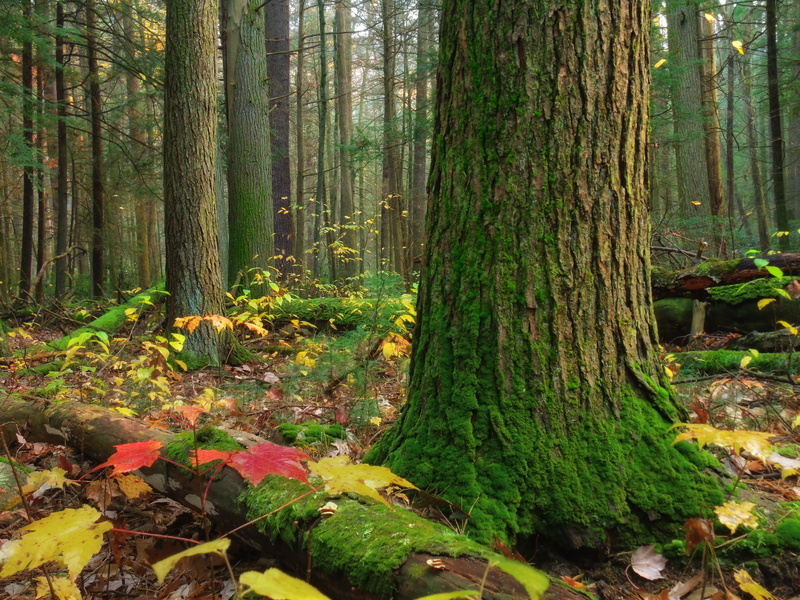 Rothrock State Forest, creative commons, old-growth forest, outdoors, leaf, Tsuga canadensis, Huntingdon County, Alan Seeger, photo, leaf litter, branches