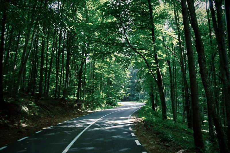 long, travel, autumn, bike path, tree, nature, trunk, growth, bend, no people, spring, diminishing perspective, road, road trip, jungle, outdoors