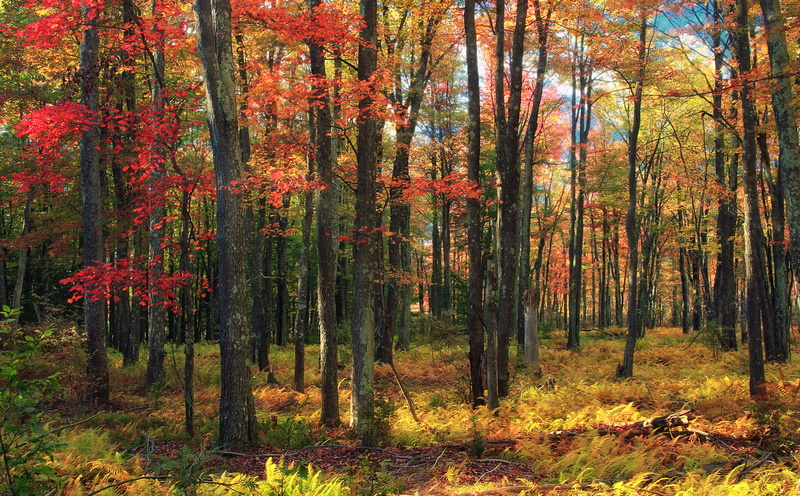 monroecounty, Poconos, day, change, Autumn, tranquil scene, tree, non-urban scene, Plants, outdoors, stategamelands127, orange color, understory, Wayne