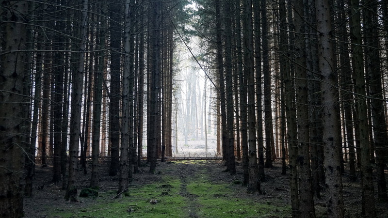 erdő, outdoors, szentgotthárd, none, mystic, tree, landscape, nature, wood, hungary, gate, 720P, trees, photo, evergreen, magyarország, wald, forest, scenics