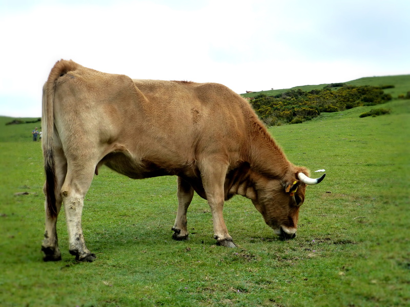 domestic, outdoors, one animal, nature, cattle, vertebrate, grass, picos de europa, herbivorous, field, agriculture, animal, pets, covadonga lakes, Lakes