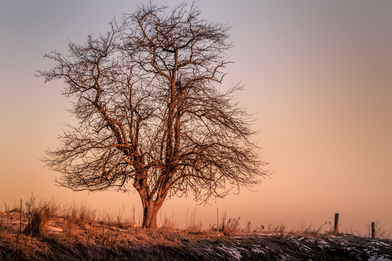 sunset, 5K, trees, branches, Canon EOS 5D Mark IV, dried, barren, landscape, weeds, silhouette, tree, bare, screenshot, sunrise, lone tree, march, embankment