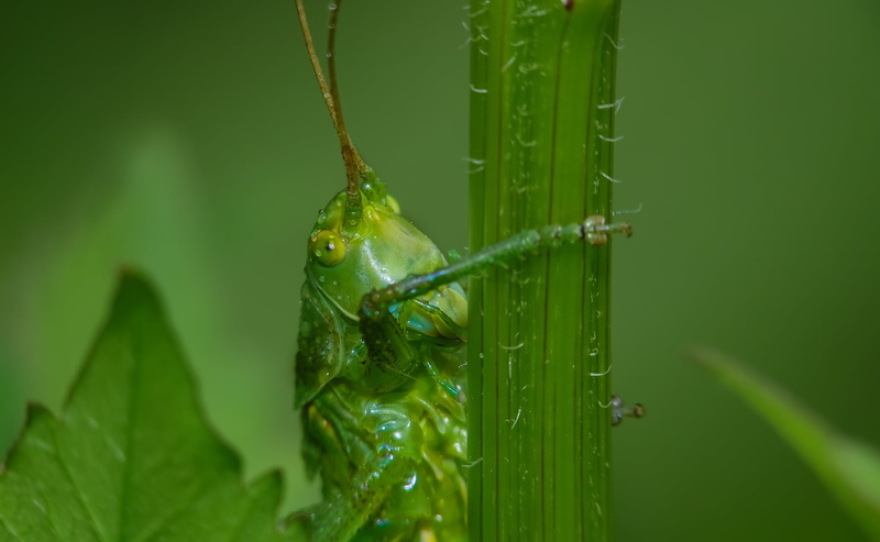 grasshopper, Sony RX10, green, green Color, selective, macro, animal, grass, perched, plant, III, animals, leaf, M3, invertebrate, selective focus, pest