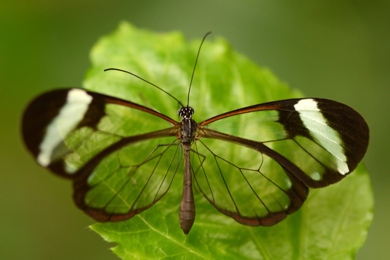 green, green Color, green leaf, photography, glasswing, Glasswing Butterfly, lepidoptera, beauty In Nature, open, animal, wings, macro, Greta Oto, leaf