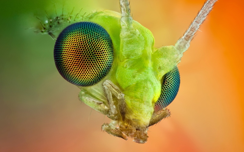 Insect, Eye, Macro, compound, 2K