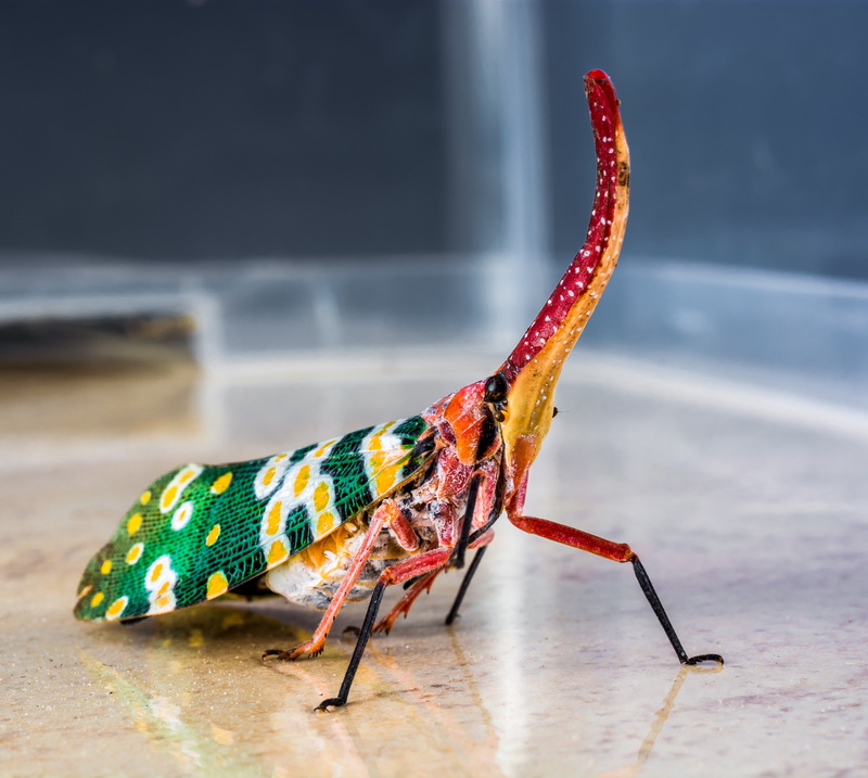 4K, auchenorrhyncha, punktaugen, no people, compound eyes, marine, focus on foreground, outdoors, animal wildlife, wood - material, multi colored, red
