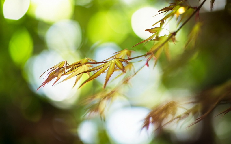 close-up, selective focus, plant part, light, branches, freshness, focus on foreground, growth, sunlight, outdoors, leaf, food and drink, agriculture, tree
