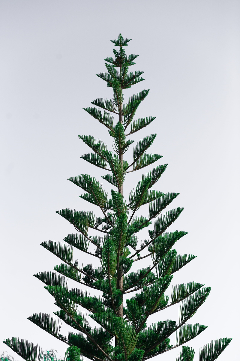 cold temperature, green color, faro, utopium, portugal, sky, forest, plant, mountain top, forest peak, white, tree, white background, fir tree, western hemlock