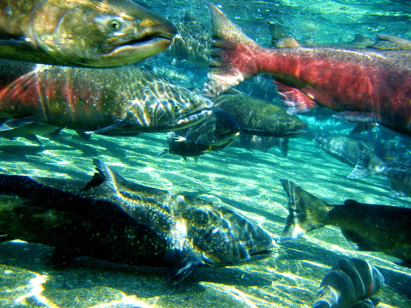 group of animals, day, no people, T3, water, underwater, marine, swimming, animals in captivity, undersea, sea life, nature, fish, 720P, river, school of fish