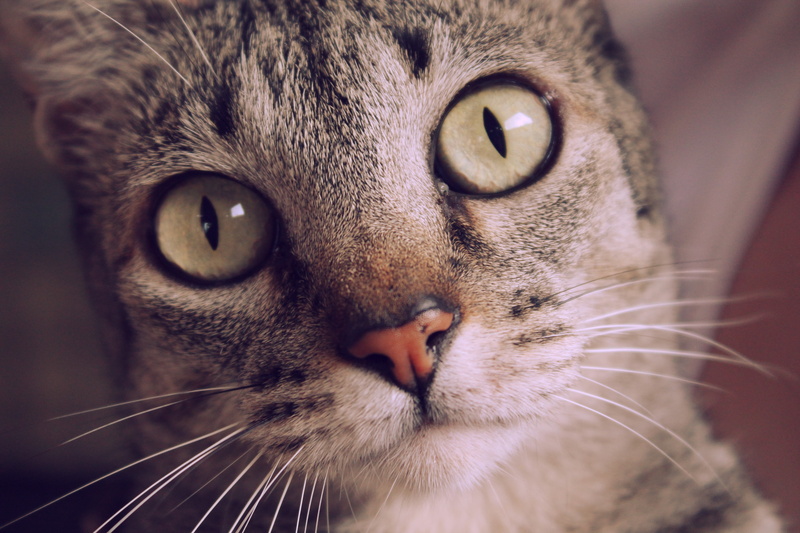 gato, pets, cute, tabby cat, scared, domestic Animals, t3, photo, 4K, meow, domestic Cat, cats, bella, miau, whisker, looking, Belo Horizonte, canon, feline