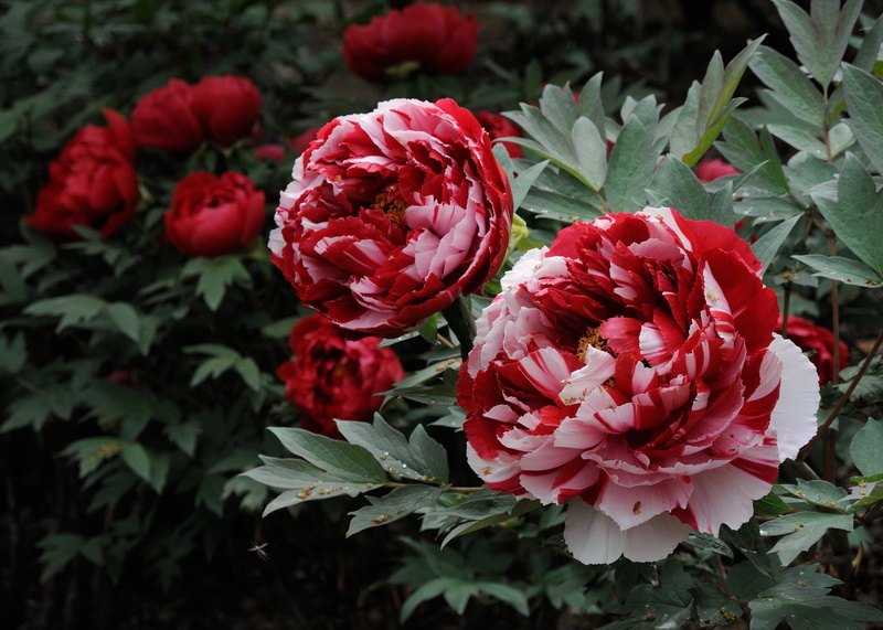 motley, Bush, peonies, 1080P