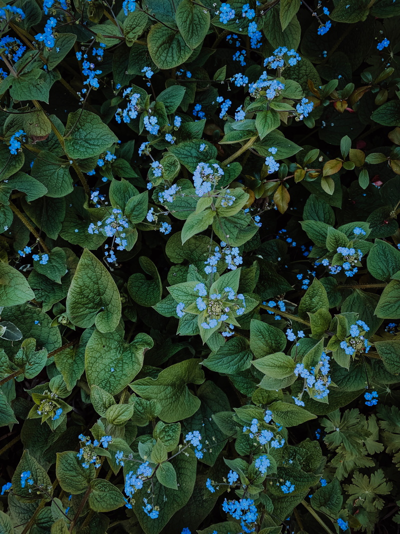 green color, fragility, backgrounds, nature, germany, close-up, high angle view, potted plant, no people, flowering plant, veins, blue, blaue blumen, green