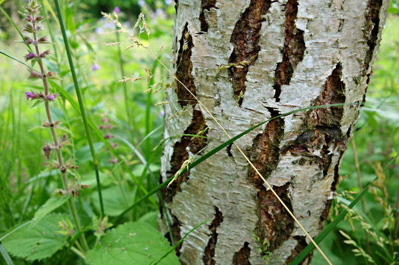 forest, patter, selective focus, green color, trunk, tranquility, bark, bright, focus on foreground, day, land, sunlight, plant bark, leaf, nature, close-up