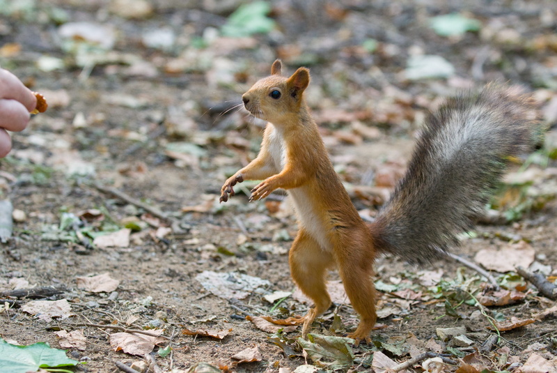 fur, field, herbivorous, day, tail, one animal, land, autumn, squirrel, animals in the wild, walnut, animal wildlife, 4K, hand, furry, focus on foreground