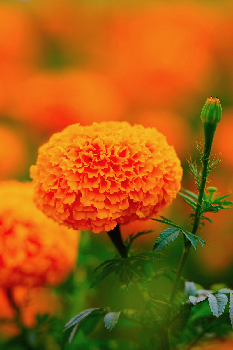 no people, leaf, focus on foreground, plant part, orange marigold, freshness, inflorescence, vulnerability, beauty in nature, nature, growth, thailand