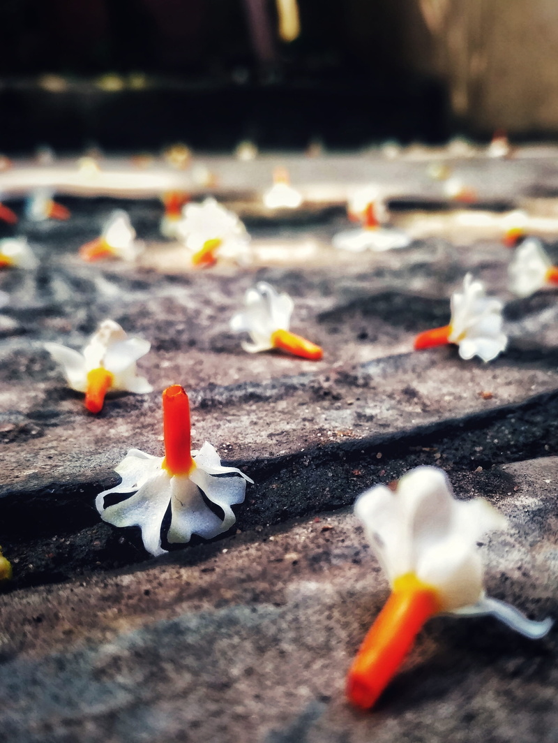 flowering plant, freshness, flower, beauty in nature, burning, ash, close-up, glory, night-flowering jasmine, no people, outdoors, parijat, day, fire, glowing