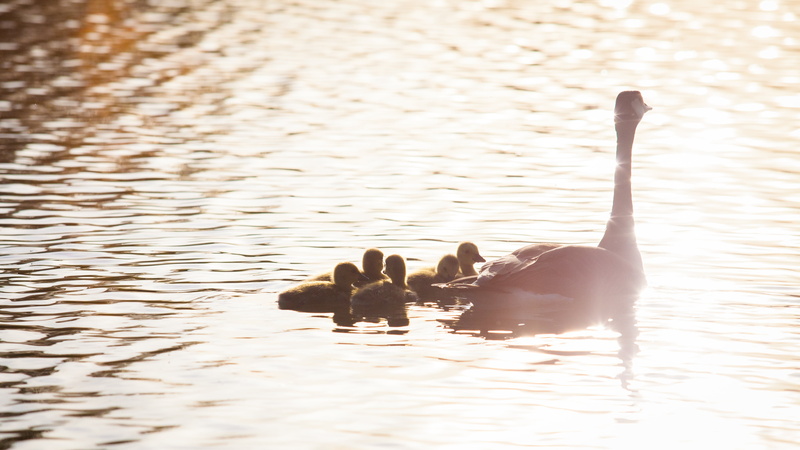 70-200mm, Canon, Ontario, Explore, F/2, water, Mothers Day, hatch, bird, lings, duck, Family, Unionville, Nature  Canada, Pond, lake, swimming Animal, Canada Goose