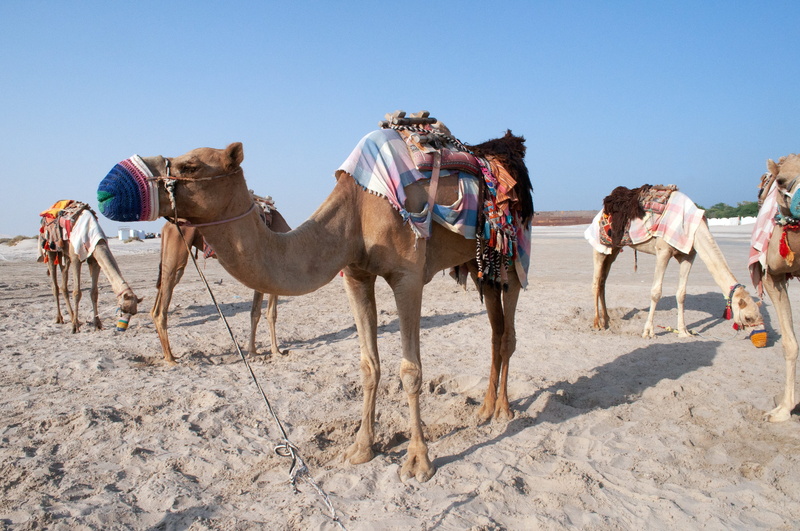 herbivorous, group of animals, working animal, group, vertebrate, land, desert, pets, sky, animal, camel, climate, arid climate, nature, animal themes