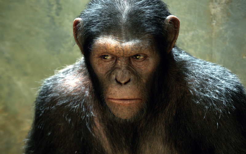 monkey, planet, movie, apes, black, brown, rise, 2K