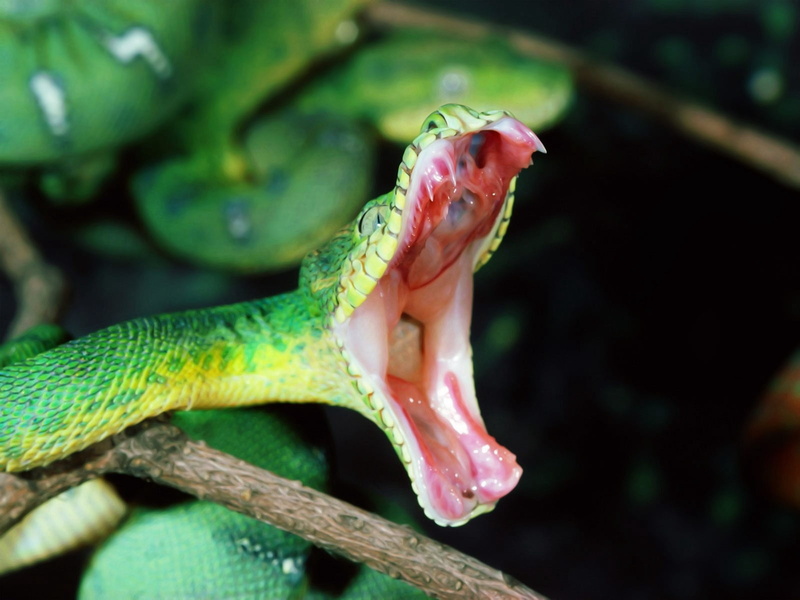color Image, mouth, snake, animal Scale, reptiles, animal tongue, animal head, wildlife, anger, focus on foreground, lizard, green, rainforest, animal