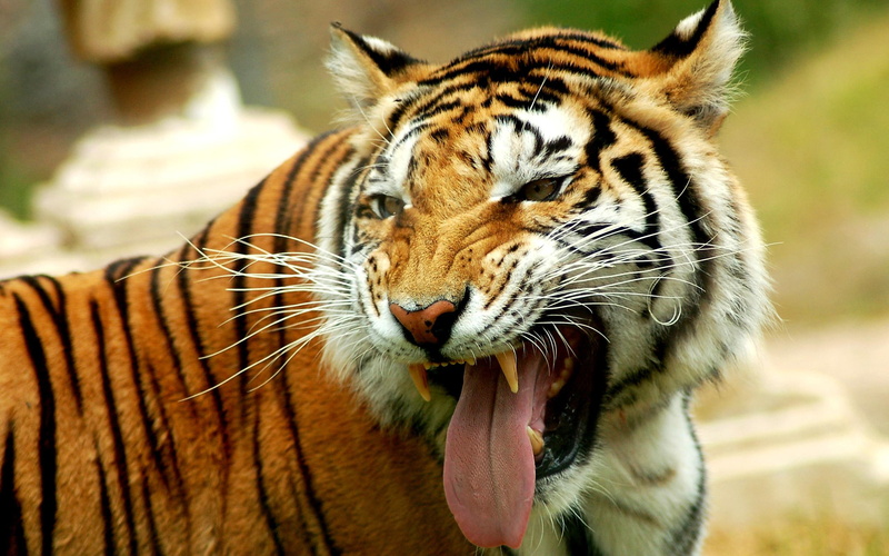 anger, angry, siberian, photo, tiger, wild, canines, moment, animals, stripes, 2K