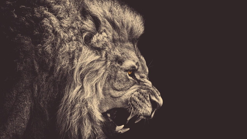 animals, lion, anger, 1080P, sepia