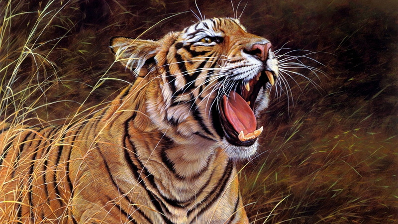 mammal, beauty In Nature, large, big Cat, animal body part, mouth, 1080P, outdoors, striped, teeth, safari Animals, animals Hunting, nature, animal Head