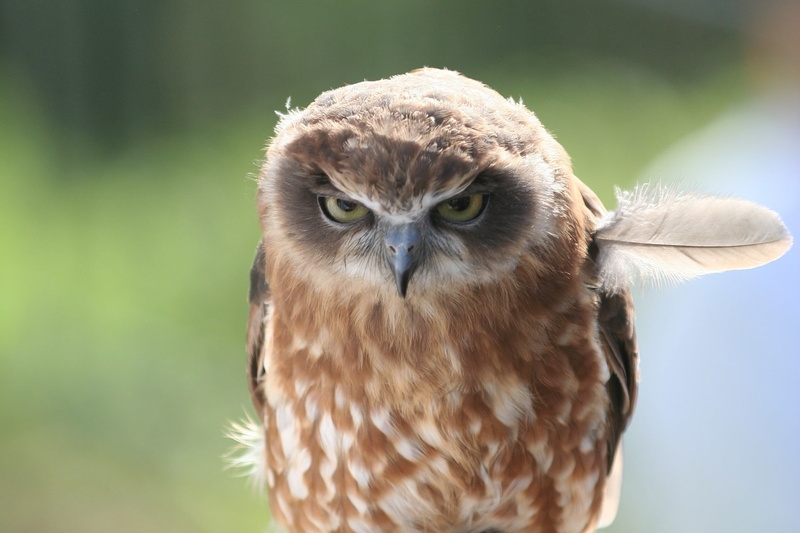 watching, bird of Prey, anger, animal, animals Hunting, close-up, staring, nature, hawk - Bird, 1080P, eyes, brown, animal body part, looking at camera