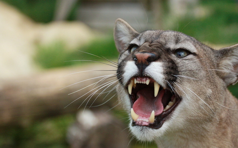 outdoors, close-up, wildlife, staring, animal Head, teeth, 1080P, animal mouth, mammal, animal Eye, domestic Cat, anger, animal wildlife, animal teeth