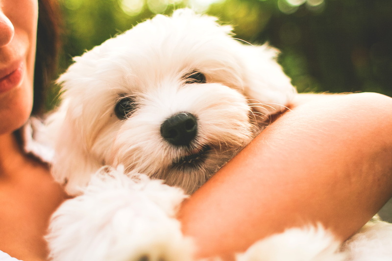 human body part, 2K, happiness, Puppy, cute, adult, one animal, young animal, nature, animal, mammal, beauty, dog, friendship, caucasian Ethnicity, smiling