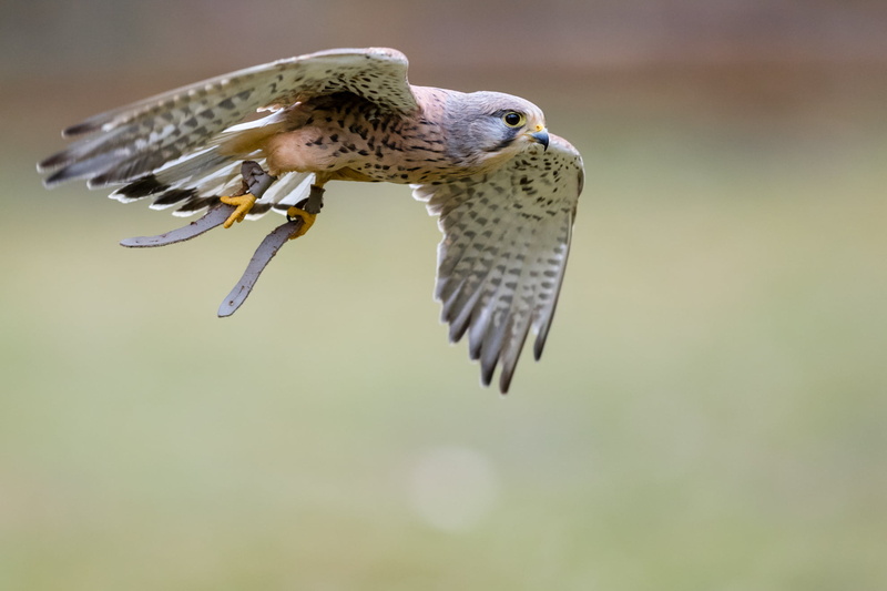 feather, on the Wing, Common Kestrel, Tierpark, photography, shallow focus, 1080P, animal Wing, falco tinnunculus, Wildpark, kestrel, Hawk, animals In The Wild