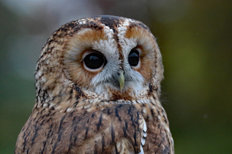 photography, owl, vertebrate, america, sitting, selective focus, animals Hunting, perched, animal wildlife, animal body part, predator, focus on foreground