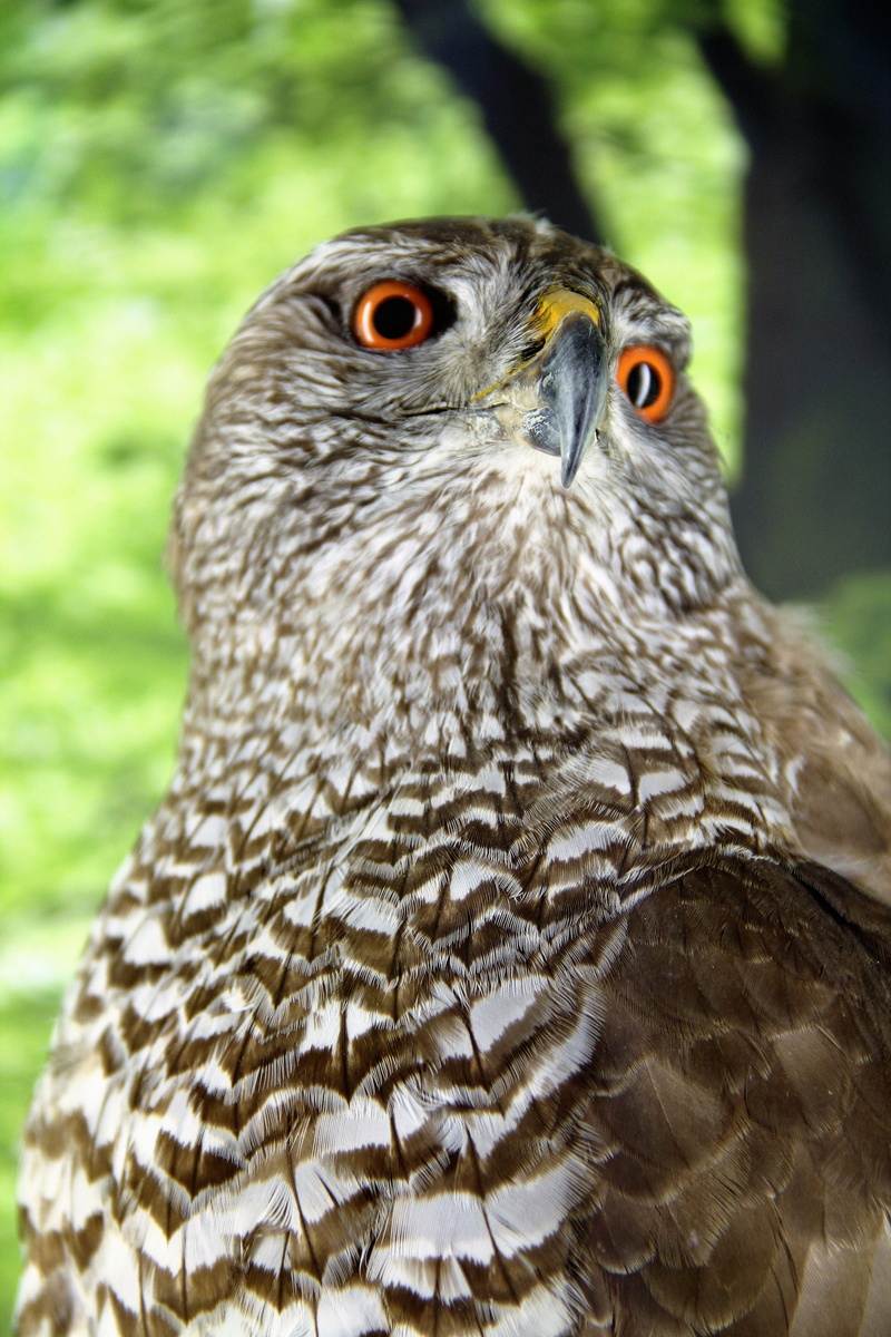 white Falcon, beak, no people, hawk-like, bird of Prey, photography, hawk, bird-of-year-2015, brown, animal themes, accipiter gentilis, bill, close-up