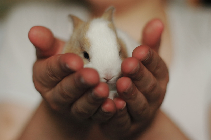 green, care, pets, photography, farm, little, fur, 2K, one animal, focus on foreground, human hand, fluffy, holding, animal, domestic, person, hands, selective