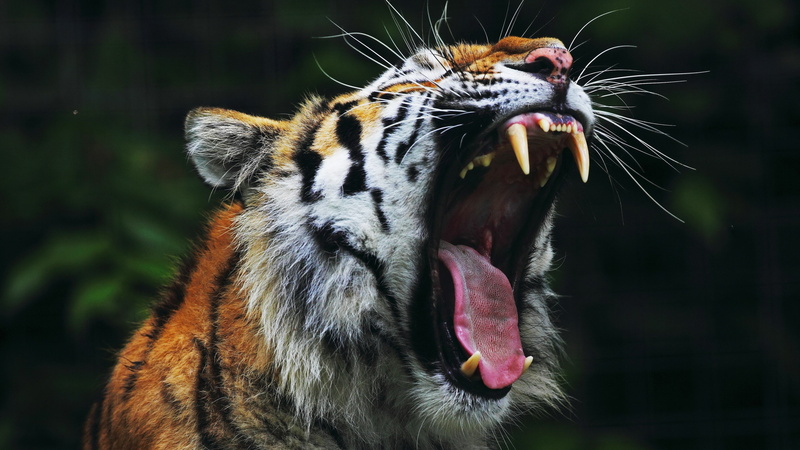 animal body part, animal wildlife, animal head, vertebrate, focus on foreground, snarling, mouth open, cat, animal teeth, animals in the wild, animal mouth