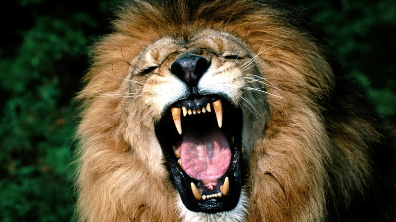 snarling, mouth, focus on foreground, animal tongue, outdoors, angry lion picture, animal mouth, aggression, animal, whisker, cat, vertebrate, anger, animal teeth