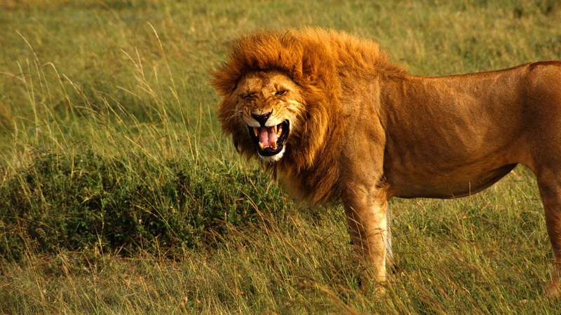 roar the angry lion picture, animal mouth, mammal, nature, no people, land, day, roaring, vertebrate, 2K, plant, animal themes, animal wildlife, feline