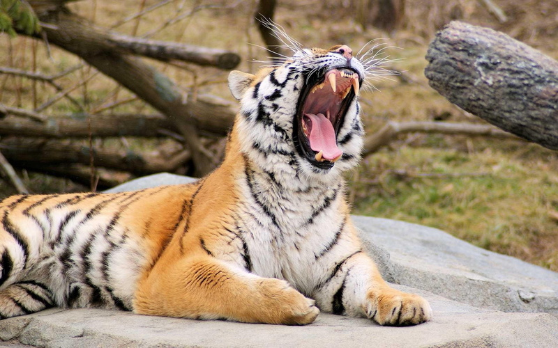 tigers, roaring, tiger, 1080P