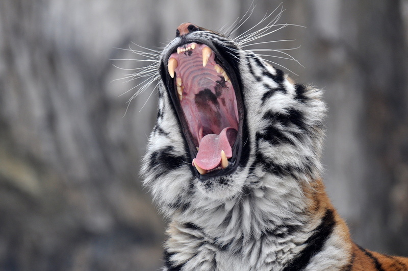 muzzle, amur, tiger, tongue, wild cat, Amur tiger, yawns, 2K, teeth, mouth, carnivore