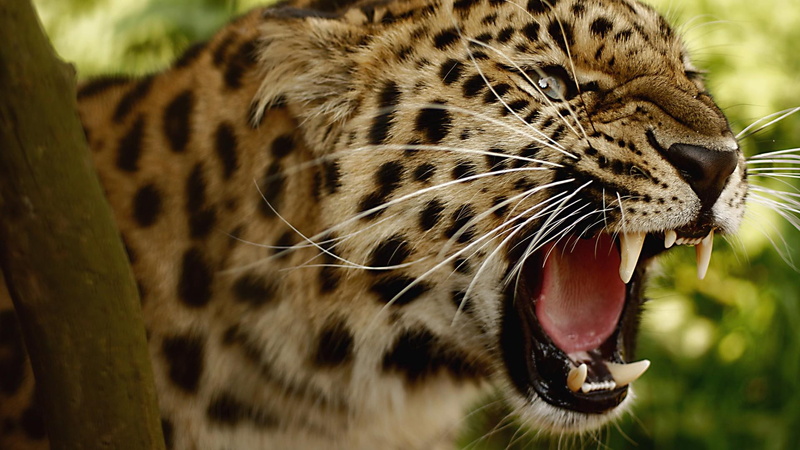 spots, animals, roar, jaguar, loud, teeth, nature, 1080P, animal, whiskers, cheetah