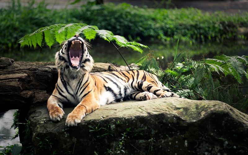 Tiger, Roar, 1080P, s