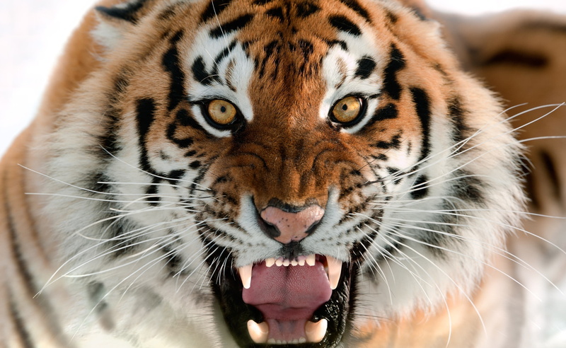 cat, animal body part, Animals, animal themes, mouth open, animal tongue, close-up, outdoors, animals in the wild, face, 2K, day, animal wildlife
