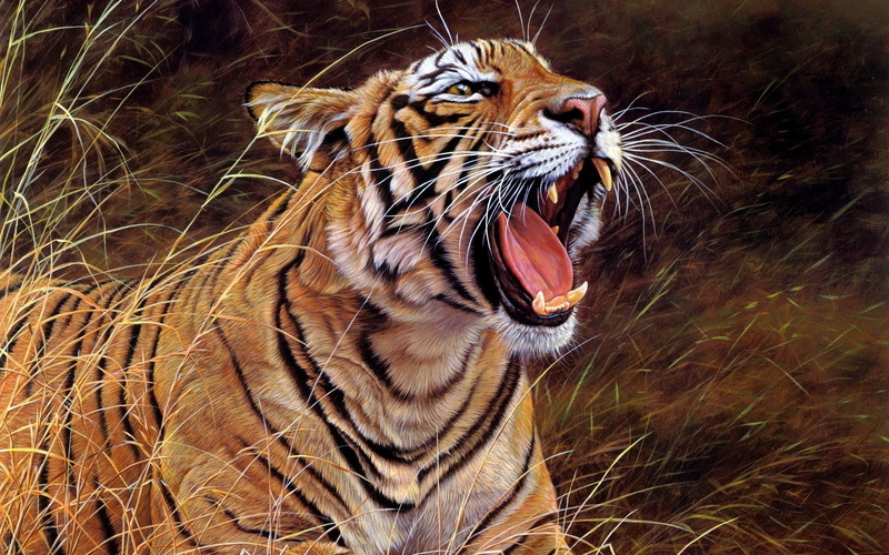 nature, art, black, animal, mammal, animal themes, big cat, mouth, angry, 1080P, one animal, domestic animals, jungle, animals in the wild, vertebrate